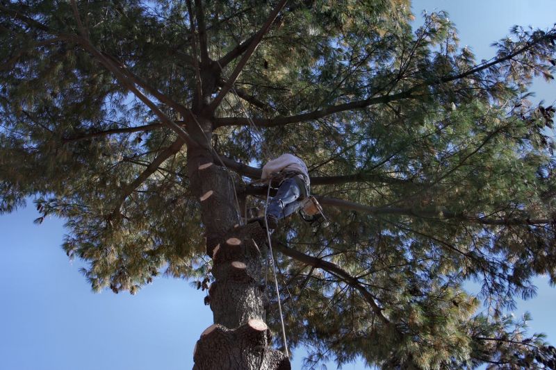 Arboricultural Service