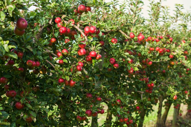 Apple Tree Planting in Ventura County, CA
