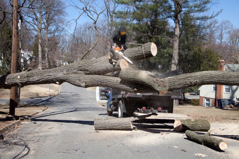 Tree Removal Project