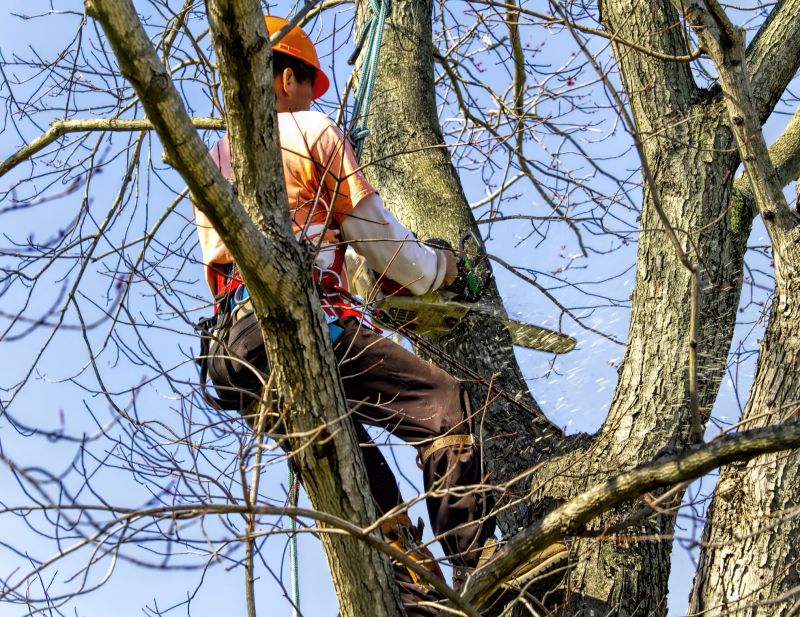Arboricultural Service