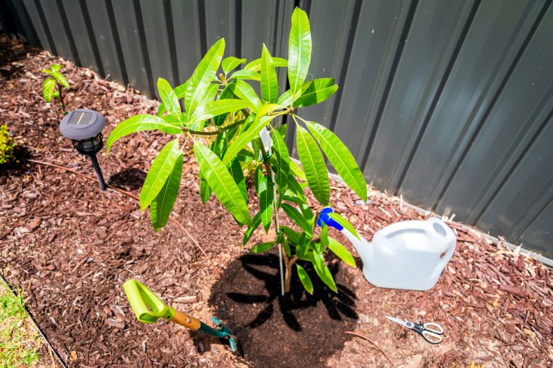 Cherry Tree Planting in Honolulu, HI