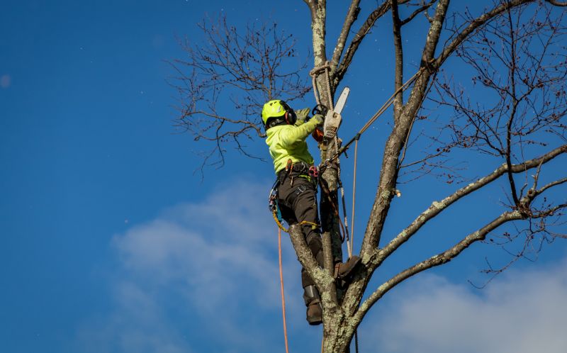 Tree Removal