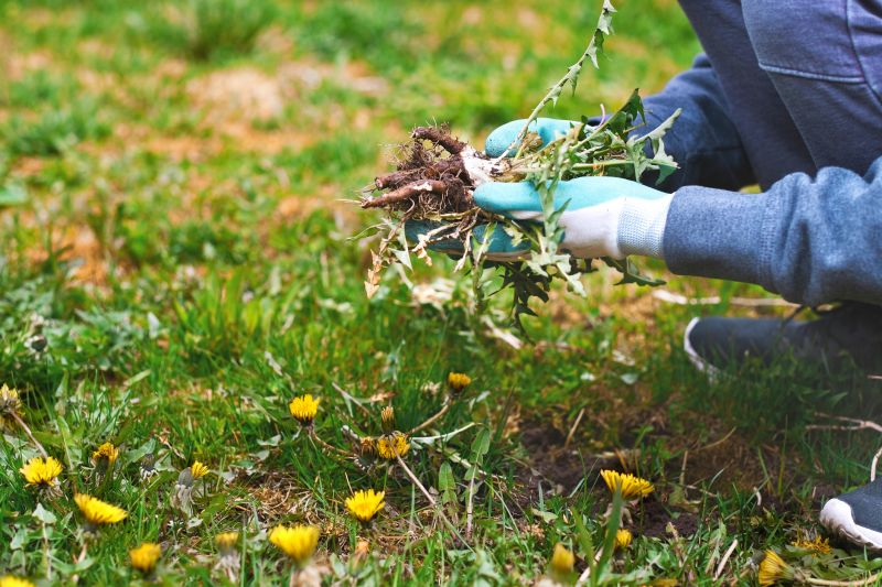 Flower Bed Cleanup Service in Ventura County, CA