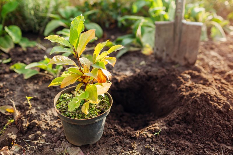 Japanese Maple Planting in Ventura County, CA