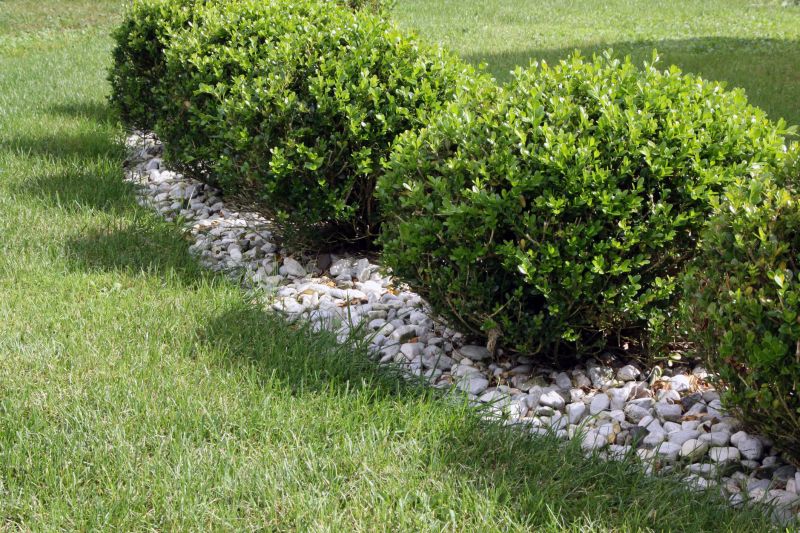 Privacy Hedge Planting in Honolulu, HI