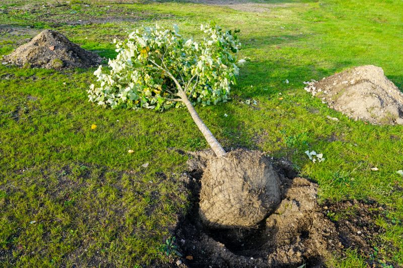 Tree Landscaping in Ventura County, CA