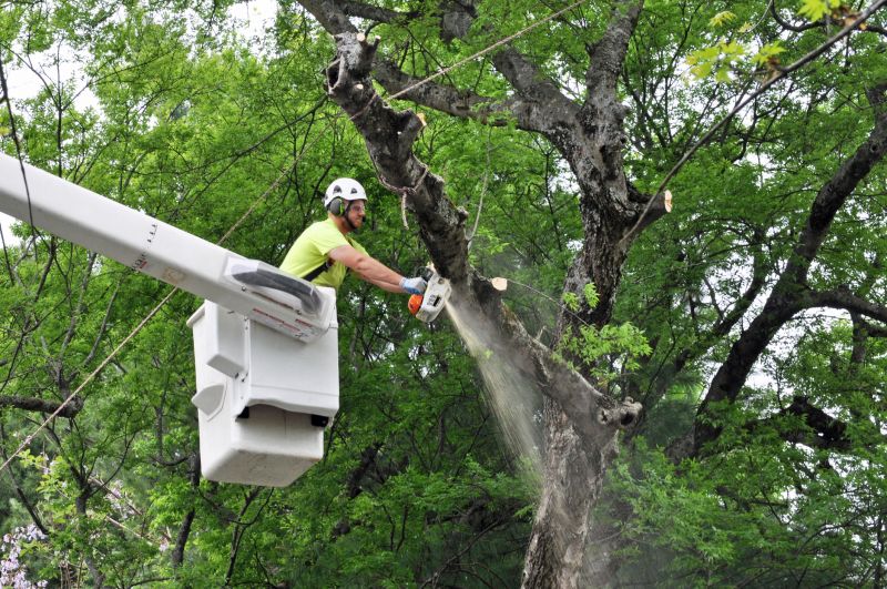 Tree Straightening Service in Reno, NV