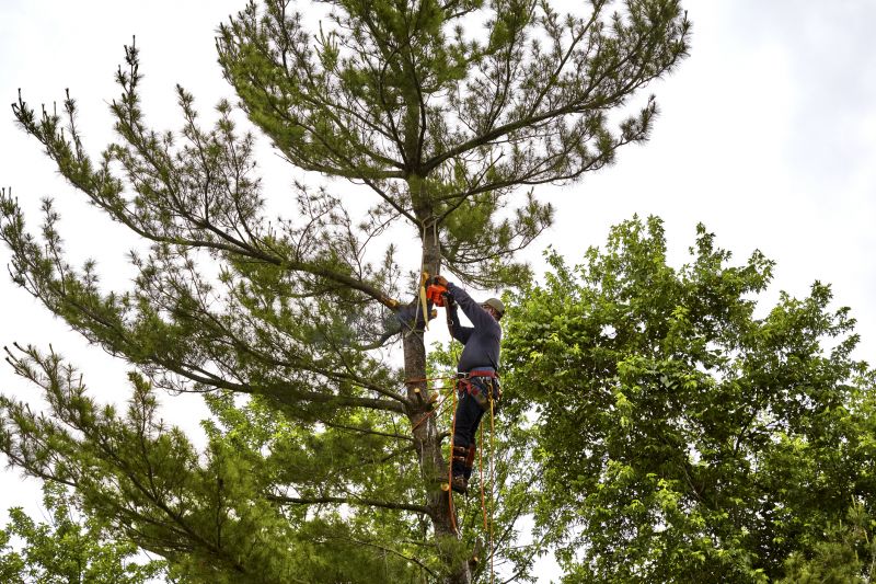 Tree Pruning in Action