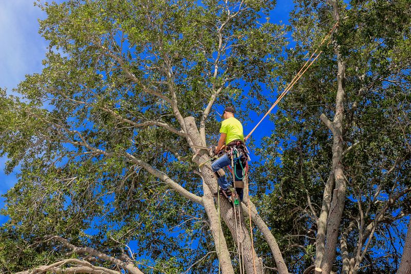 Safety Gear for Arborists