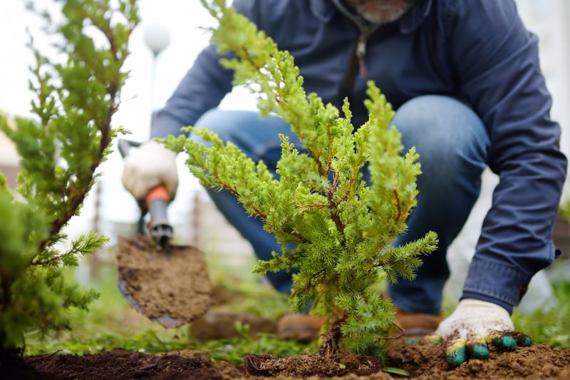 Plant Replacement in Honolulu, HI