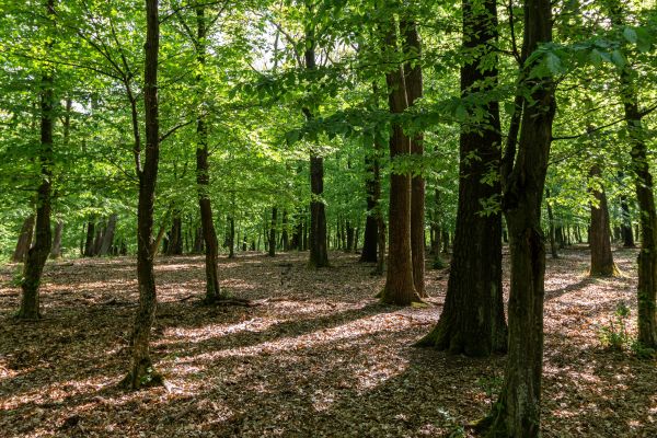 Grow your Arboricultural Service business